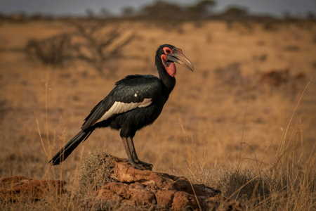 A striking ground hornbill stands majestically on a reddish-brown rock, its black and white plumage contrasting against the dry, golden savanna grasses.の写真素材
