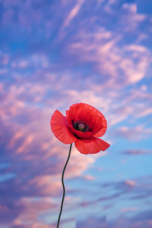 Single red poppy flower against a cloudy skyの写真素材