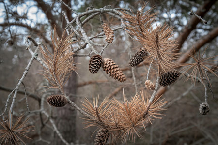 Dried pine cones and needles on branchesの写真素材