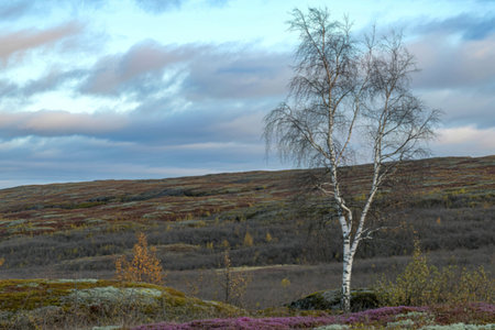 Lone birch tree in autumn tundra landscapeの写真素材