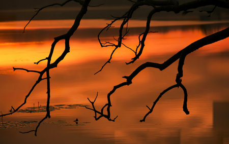 Silhouette of branches at sunset over water