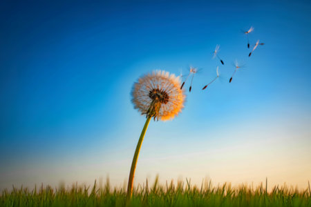 A single dandelion in a field releases its seeds into the wind against a vibrant blue sky. The scene evokes feelings of freedom and the passage of time.の写真素材