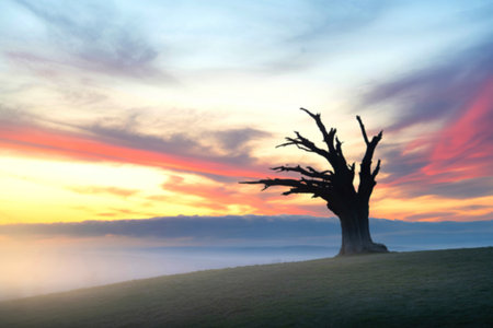 A lone, dead tree stands silhouetted against a vibrant sunrise, overlooking a misty valley. The...