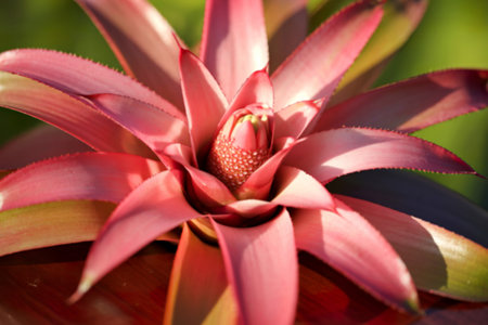 A detailed close-up reveals a vibrant pink bromeliad, its numerous petals radiating outwards from a central bud. Water droplets are visible on the bud.の写真素材