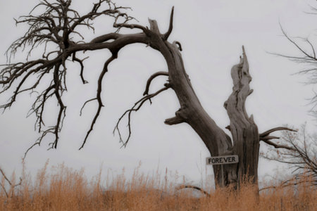 A stark, weathered tree stands in a field of tall, dry grass. A small sign reading 'FOREVER' is affixed to the tree's trunk, adding a poignant touch to the scene.の写真素材