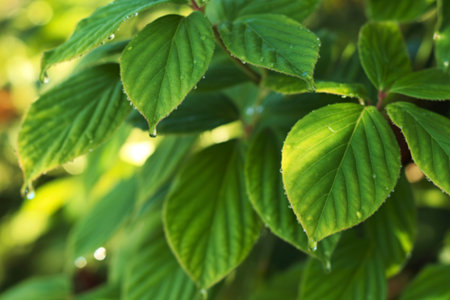 Close-up view of lush green leaves glistening with morning dew. The sunlight highlights the...