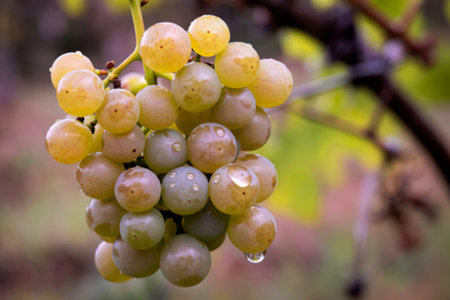 A cluster of ripe green grapes hangs from a vine, glistening with water droplets after a recent rain. The background is softly blurred, focusing attention on the juicy fruit.の写真素材