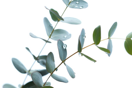 A close-up shot of a eucalyptus branch with several leaves, showcasing glistening dewdrops on its surface against a clean white backdrop.の写真素材