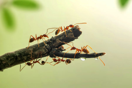 Several red ants are working together, carrying something on a small, weathered branch. A single...