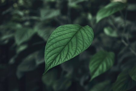 A close-up shot of a single, vibrant green leaf stands out against a backdrop of blurred, dark green...