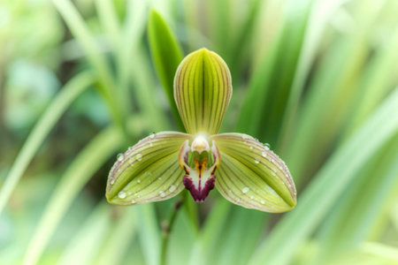 A close-up shot of a vibrant green orchid flower covered in morning dew, set against a soft-focus background of green foliage.の写真素材