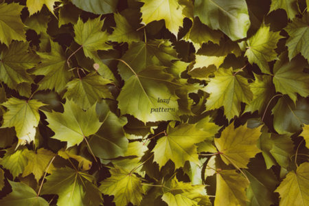 A dense collection of vibrant green leaves creates a natural, textured pattern. The leaves are...