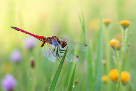 A vibrant red dragonfly with delicate, transparent wings rests on a blade of grass covered in morning dew, set against a soft-focus background of wildflowers.の写真素材