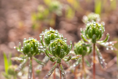 Close-up shot of several small green plant buds glistening with morning dew. The background is blurred, focusing attention on the delicate details of the plants.の写真素材