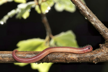 A close-up image shows a pink earthworm crawling on a slender, dark brown branch. The branch is...