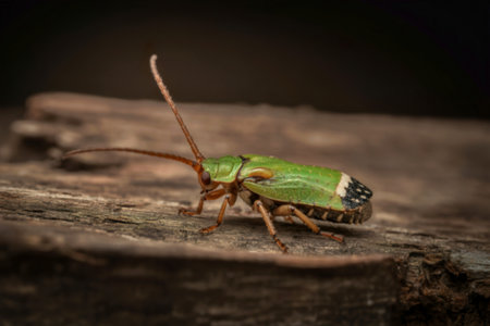A detailed macro photograph showcases a vibrant green leafhopper insect perched on a weathered piece of wood. Its intricate details and striking colors are clearly visible.の素材