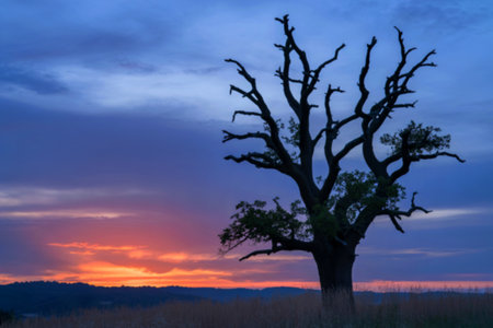 A majestic oak tree, its branches reaching towards a vibrant sunset, stands silhouetted against a colorful sky. The scene evokes a sense of tranquility and the passage of time.の写真素材