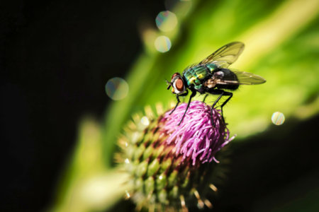 A detailed close-up reveals a vibrant green bottle fly delicately resting on the fuzzy purple bud of a thistle, set against a softly blurred green background.の写真素材