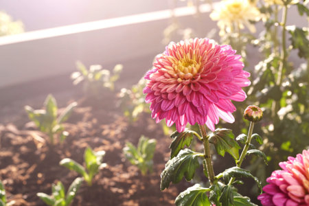 Pink chrysanthemum flower in morning sunlight