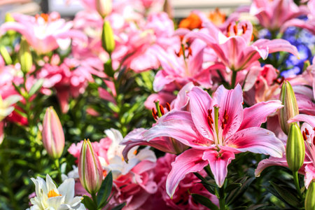 lilly pink flowers in the nature garden romance nature flowers blooming in the gardenの写真素材