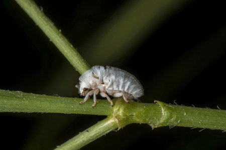A close-up photograph reveals a small, white, fuzzy planthopper insect delicately perched on a vibrant green plant stem. The insect's texture and the stem's detail are sharply in focus against a blurred dark background.の写真素材