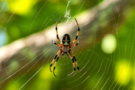A detailed close-up of a golden orb weaver spider, showcasing its intricate markings and the...