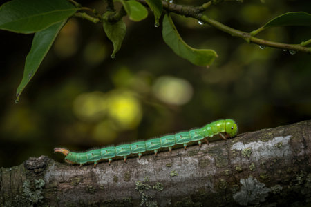 A vibrant green Lime Hawk Moth caterpillar crawls along a tree branch, showcasing its segmented body and subtle details. Water droplets adorn nearby leaves.の写真素材