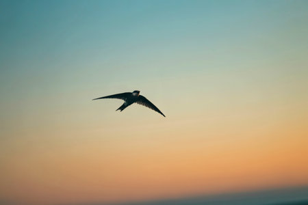 A single swift bird soars gracefully against a soft gradient of blue and orange sky. Its wings are fully extended, showcasing its aerodynamic form in flight.の素材
