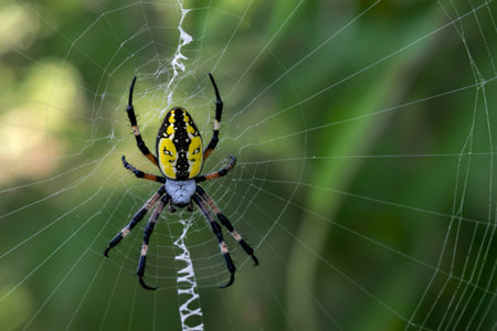 A vibrant yellow garden spider with black markings is prominently displayed in the center of its meticulously crafted orb web, set against a softly blurred green background.の素材
