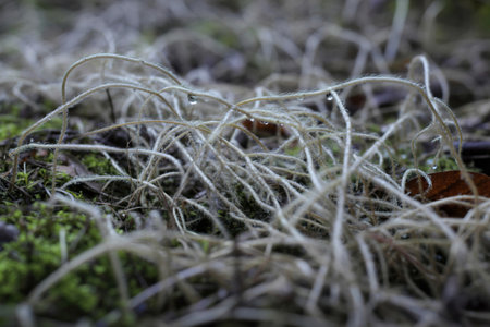 A close-up shot reveals slender, pale plants adorned with tiny water droplets, nestled amongst moss...