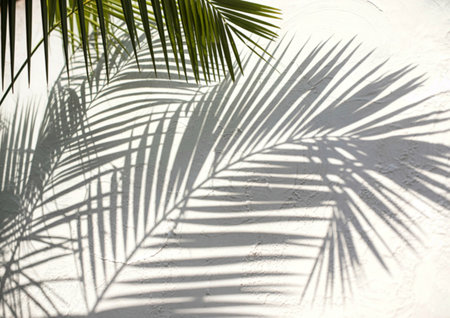 Sunlight casts intricate, striped shadows of palm fronds onto a rough, textured white wall, creating...