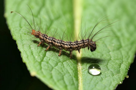 A close-up image reveals a black and tan hairy caterpillar crawling on a vibrant green leaf. A...