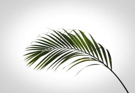 A vibrant green palm frond with delicate, pointed leaflets is isolated on a stark white background,...