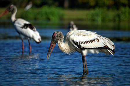 Close up shot of Wood stork in the lake