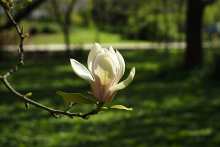 Single white magnolia blossom in spring gardenの写真素材