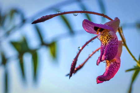 A close-up shot of a single orchid blossom, showcasing its vibrant purple and yellow speckled petals, adorned with glistening morning dew drops.の写真素材