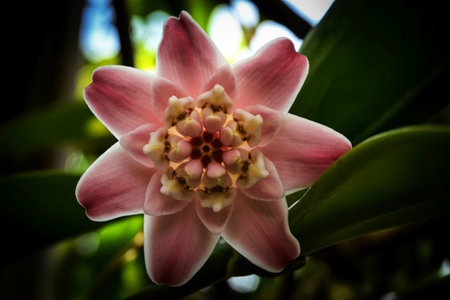 A detailed close-up reveals the intricate details of a pink Hoya flower, showcasing its star-like...