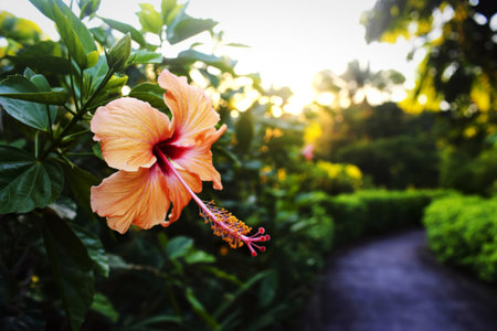 A close-up of a delicate orange hibiscus flower with a deep red center, set against lush green foliage. A blurred garden path curves into the distance under warm sunset light.の写真素材