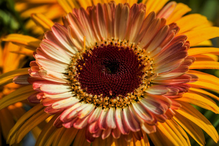 Close up shot of yellow daisy flowerの写真素材