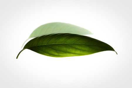 A single, vivid green leaf with prominent veins is showcased against a stark white background. A soft, out-of-focus shadow of another leaf is visible behind it.の写真素材