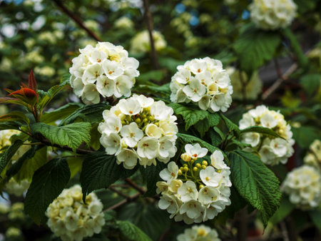Beautiful white flowers on a Japanese snowball bush