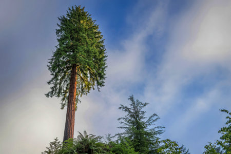 A tall redwood tree stands prominently against a backdrop of a partly cloudy sky. Smaller evergreens...
