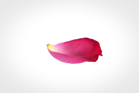A close-up shot of a single, pink rose petal isolated on a white background. The petal shows a gradient of color, from a lighter pink at the base to a deeper pink at the edges.の写真素材
