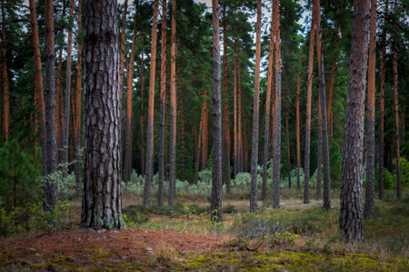 Beautiful Pine bark in pine forest with mossの写真素材