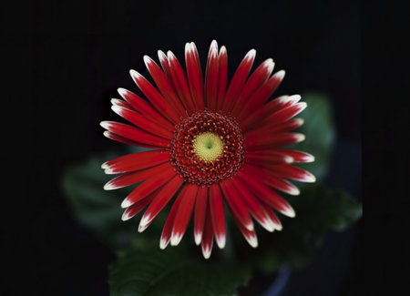 A stunning close-up of a red Gerbera daisy with delicate white tips on its petals. The flower's center is a bright yellow, contrasting beautifully with the dark, blurred background.の写真素材