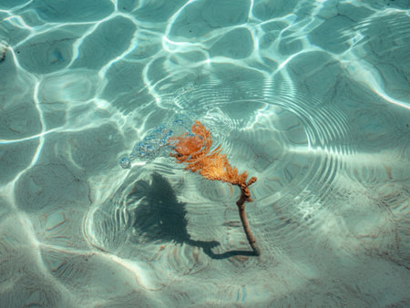 A piece of light brown coral rests on a sandy ocean floor, partially submerged in crystal-clear...