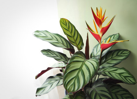 A close-up shot of a Heliconia plant with its striking red and yellow flower spike, surrounded by the distinctive patterned leaves of a Calathea.の写真素材