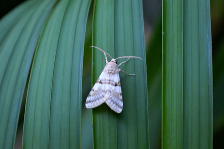 A detailed close-up shot captures a white moth adorned with delicate gray stripes. It rests...