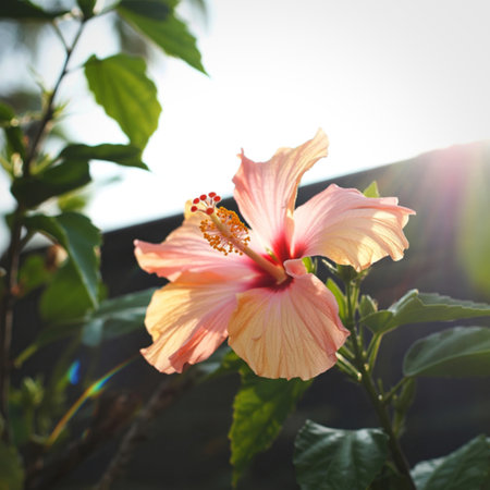 A delicate peach hibiscus flower blooms, its petals illuminated by the soft glow of sunlight. The...