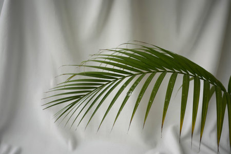A single green palm frond arches gracefully across a soft, white, draped background. Small water...